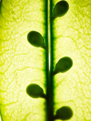 Photographie d'art culinaire - Série Sexy veggies - Cosse ouverte